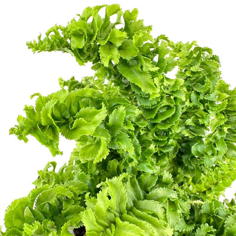 Vibrant Green Foliage: Natures Lively Canvas Lush green foliage with ruffled leaves on a bright background.