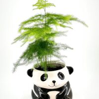 Asparagus fern in panda-shaped ceramic planter, white background, high-key studio product photo.