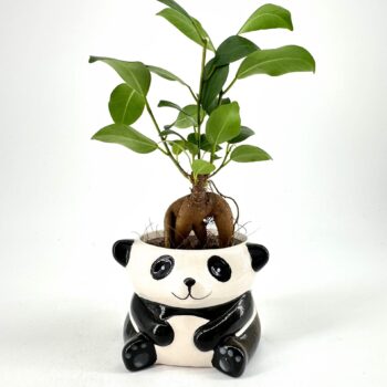 Cute panda ceramic planter holding ginseng ficus bonsai indoor plant on white studio background.