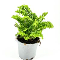 Lush green fern in a grey pot against a white background.