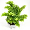 Curly Boston Fern Nephrolepis Exaltata Emina