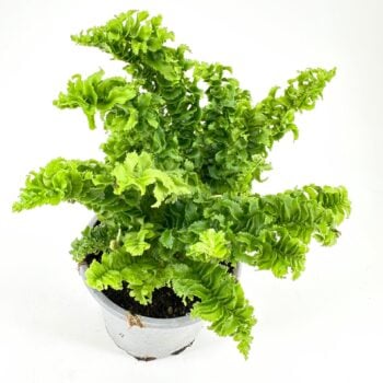 Vibrant potted fern with curly leaves against a white background.