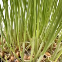 Young green shoots and seeds emerging from soil, symbolising natures renewal and vitality.