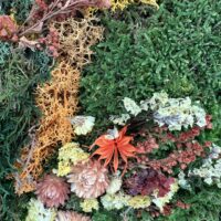 Botanical close-up of moss, lichen, and dried flowers, forest-floor textures and autumnal colours.
