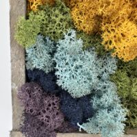 Preserved lichen colour gradient wall art in wooden frame, textured botanical moss decor.