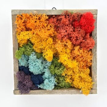 Rainbow moss wall art in rustic wooden shadow box, preserved lichen gradient home decor.