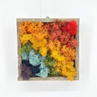Preserved rainbow moss wall art in rustic shadow box, vibrant textured gradient colours.