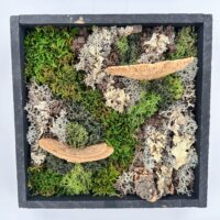Square black botanical wall art shadow box features dried moss, lichen, and bracket fungi.