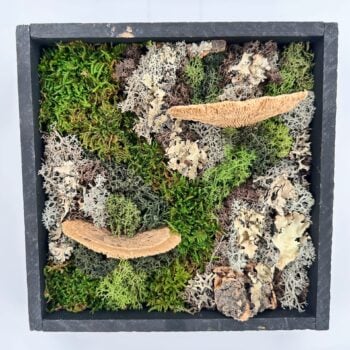 Square preserved moss and lichen shadow box wall art with fungi, 3D botanical forest decor.