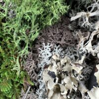 Detailed macro of fruticose and foliose lichen with moss on woodland log.