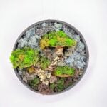 Handmade Preserved Moss Wall Art Tree of Life