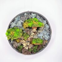 Circular preserved moss and lichen wall art in a shallow grey frame with bark accents.