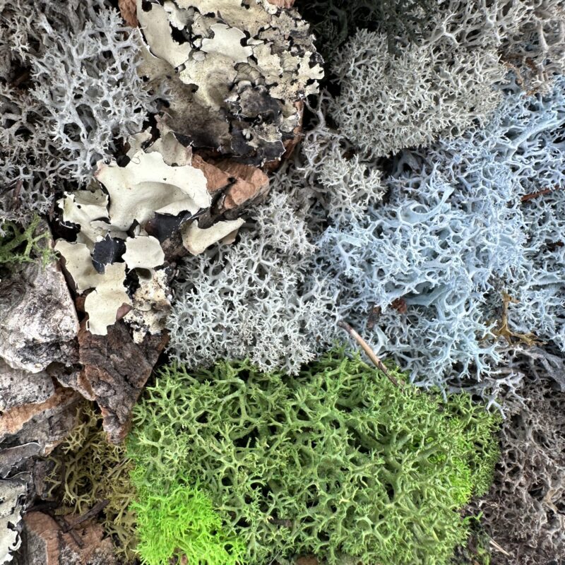 Woodland Lichen and Moss Macro on Tree Bark Round moss wall art with reindeer lichen, textured forest-inspired biophilic decor.