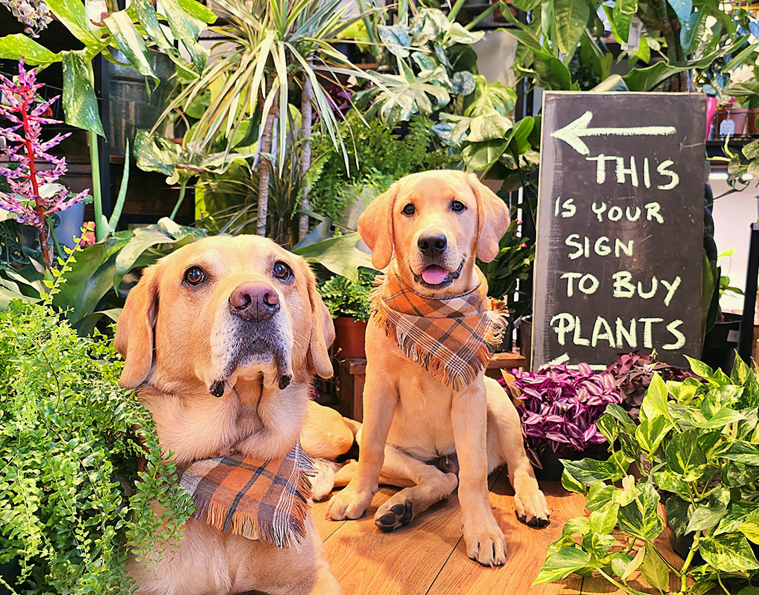 Two Labradors in a cosy plant shop, bandanas on, surrounded by houseplants and playful sign.