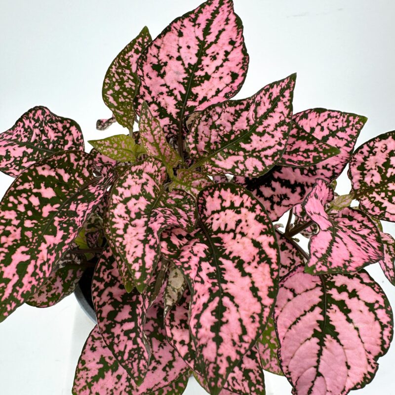Pink Polka Dot Plant (Hypoestes) on White Background Pink polka dot plant (Hypoestes phyllostachya) indoor potted houseplant with variegated leaves on white background.