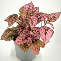 Pink polka dot plant Hypoestes houseplant with variegated foliage in grey pot on white background.