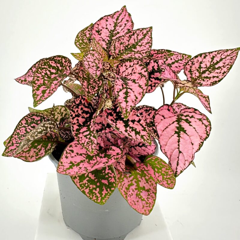 Pink Hypoestes Polka Dot Houseplant With Variegated Leaves Pink polka dot plant Hypoestes houseplant with variegated foliage in grey pot on white background.