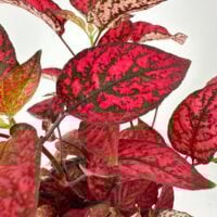 Red variegated Aglaonema houseplant, tropical indoor foliage close-up on white background.