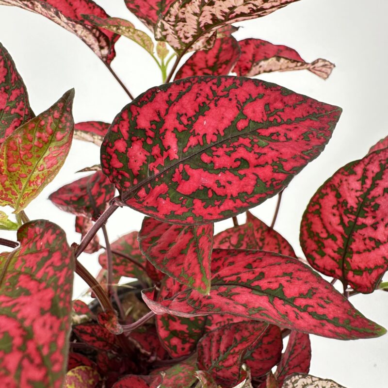 Red Variegated Aglaonema Chinese Evergreen Houseplant Close-Up Red variegated Aglaonema houseplant, tropical indoor foliage close-up on white background.