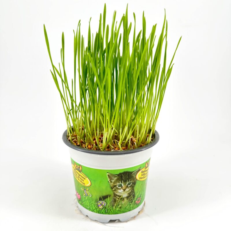 Lush Cat Grass Pot for Indoor Felines Potted cat grass for indoor cats with vibrant green shoots and playful pet-themed design.