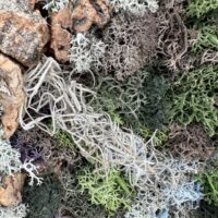 Top-down macro of lichen and moss on bark, intricate textures, natural woodland detail.