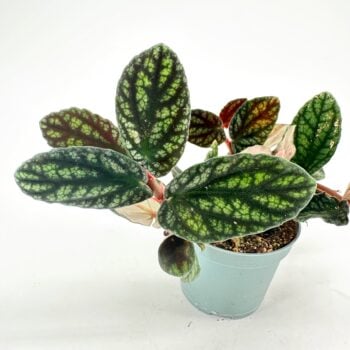 Macodes petola jewel orchid houseplant with velvet, veined leaves in a teal pot on white.