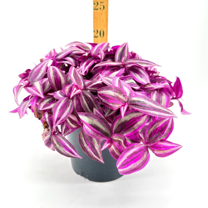 Striking Magenta Potted Plant with Patterned Leaves Vibrant magenta potted plant with striking patterned leaves and measuring stick for size reference.