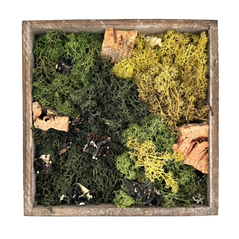 Rustic wooden shadow box moss art with preserved lichens, reindeer moss, woodland decor.