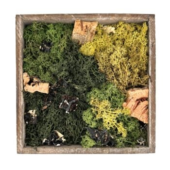 Rustic wooden shadow box moss art with preserved lichens, reindeer moss, woodland decor.