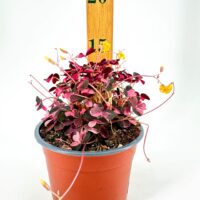 Vibrant houseplant with purple leaves and yellow flowers in a terracotta pot.