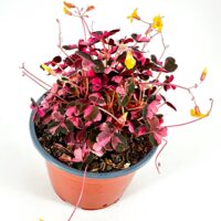 Vibrant Oxalis plant in terracotta pot with colourful leaves and flowers.