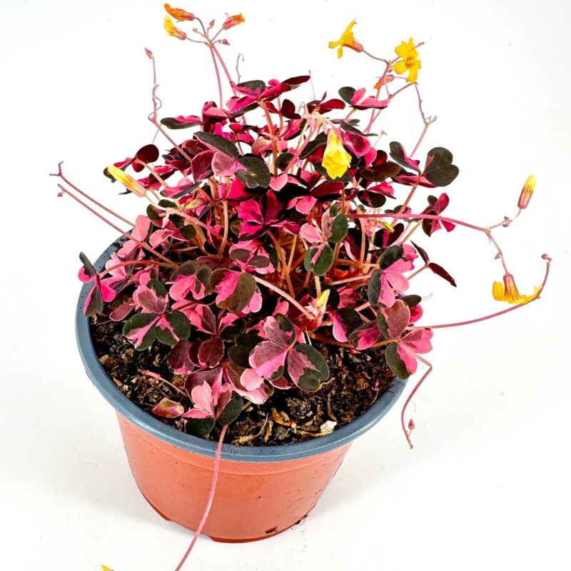 Lush Oxalis in Terracotta Pot with Colourful Blooms Vibrant Oxalis plant in terracotta pot with colourful leaves and flowers.