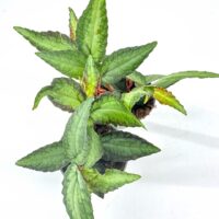 Top-down view of variegated rosette houseplant with silvery green veined leaves on white background.