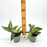 Two compact variegated houseplants in nursery pots with measuring stick on white background.