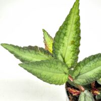 Ctenanthe setosa Grey Star indoor plant, silvery green variegated leaves in white pot.