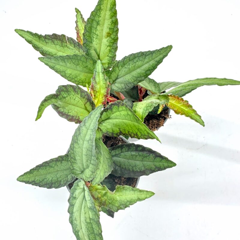Top-Down Potted Houseplant with Silvery Veined Leaves Top-down view of variegated rosette houseplant with silvery green veined leaves on white background.