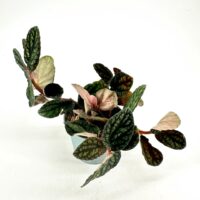 Begonia rex houseplant with variegated leaves in teal pot on white background.