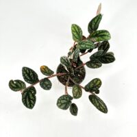 Birds-eye view of trailing Fittonia nerve plant, veined leaves and pink stems, on white background.