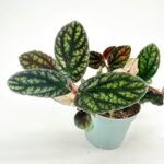 Pellionia Repens Trailing Watermelon Begonia 6cm pot