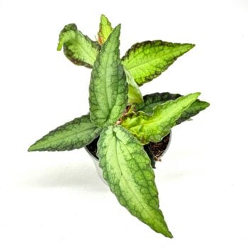 Top-view potted indoor houseplant with green variegated lance-shaped leaves on a white background.