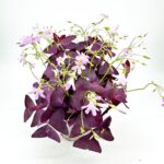 Oxalis Triangularis Purple Shamrock Butterfly Plant