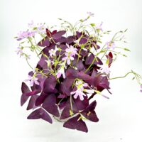 Vibrant purple leaves and delicate pink flowers on a minimalist white background.