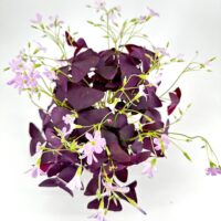 Purple shamrock plant with deep purple leaves and soft pink flowers against a white background.