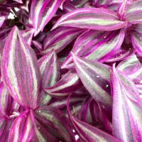 Deep purple Tradescantia leaves with green stripes, glossy texture, and layered arrangement.
