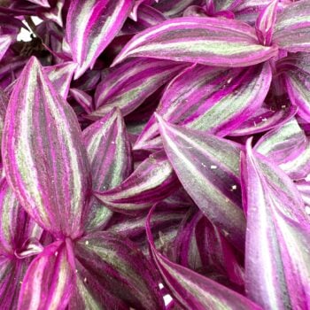 Deep purple Tradescantia leaves with green stripes, glossy texture, and layered arrangement.