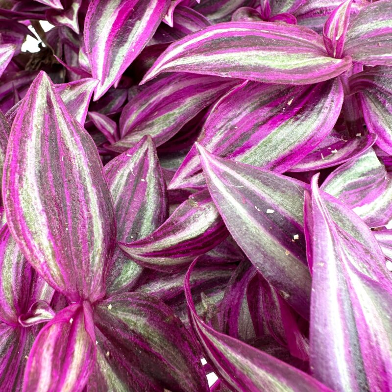 Purple Tradescantia Foliage: Natures Vibrant Artistry Deep purple Tradescantia leaves with green stripes, glossy texture, and layered arrangement.
