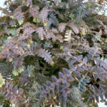 Selaginella Uncinata Patina Peacock Blue Moss