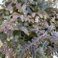 Selaginella Uncinata Patina Peacock Blue Moss