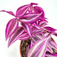 Colourful Tradescantia plant with pink and green leaves in a terracotta pot.