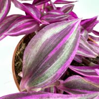 Vibrant Tradescantia with purple and green variegated leaves in a brown pot.